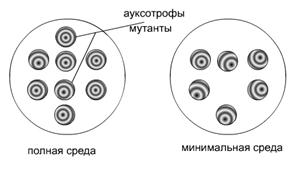 Ауксотрофы. Бактерии АУКСОТРОФЫ. Ауксотрофные мутации бактерий. Методы выявления мутантов бактерий.